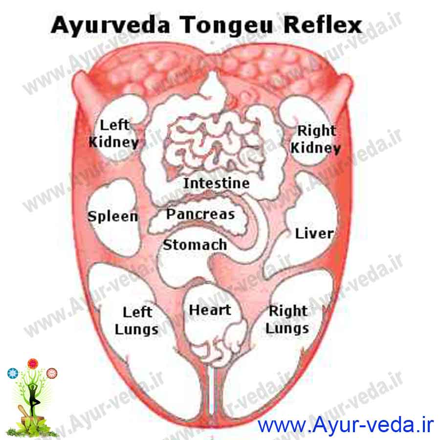 ayurveda tongue reflex - ارتباط زبان با اندام ها
