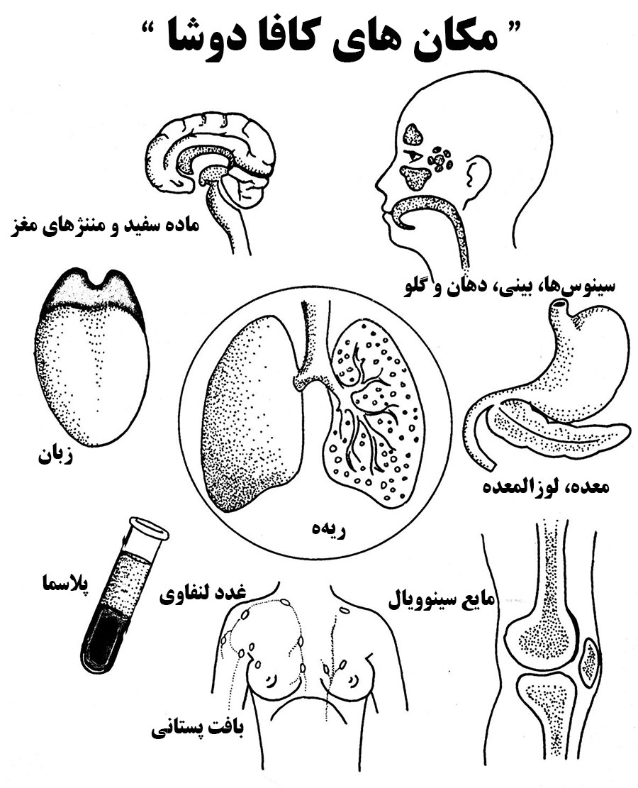 kapha location موقعیت کافا دوشا در بدن