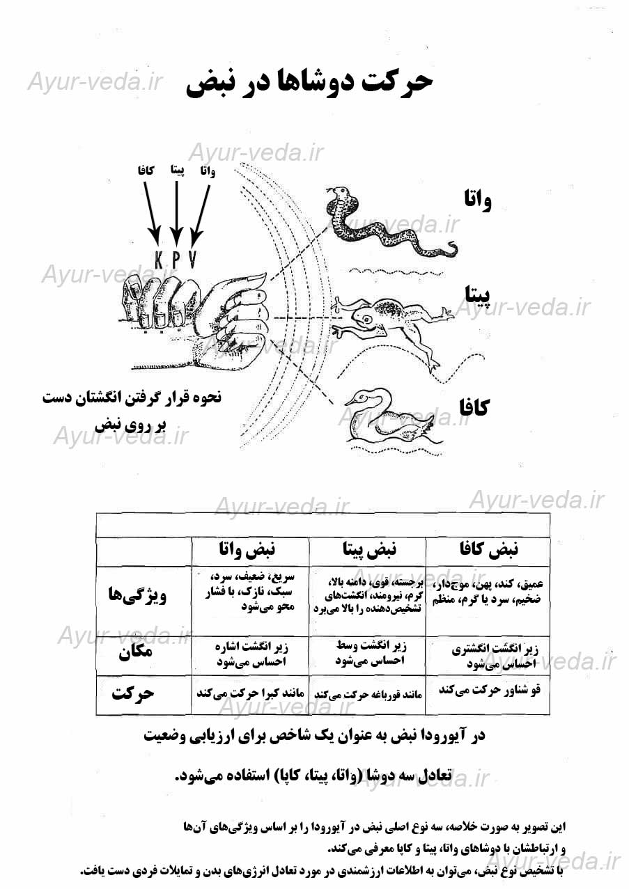 pulse in ayurveda رازهای پنهان در نبض شما