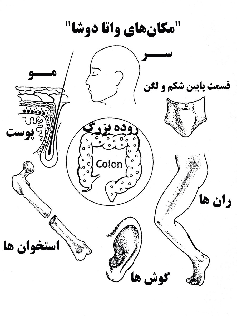 vata location موقعیت دوشای واتا در بدن