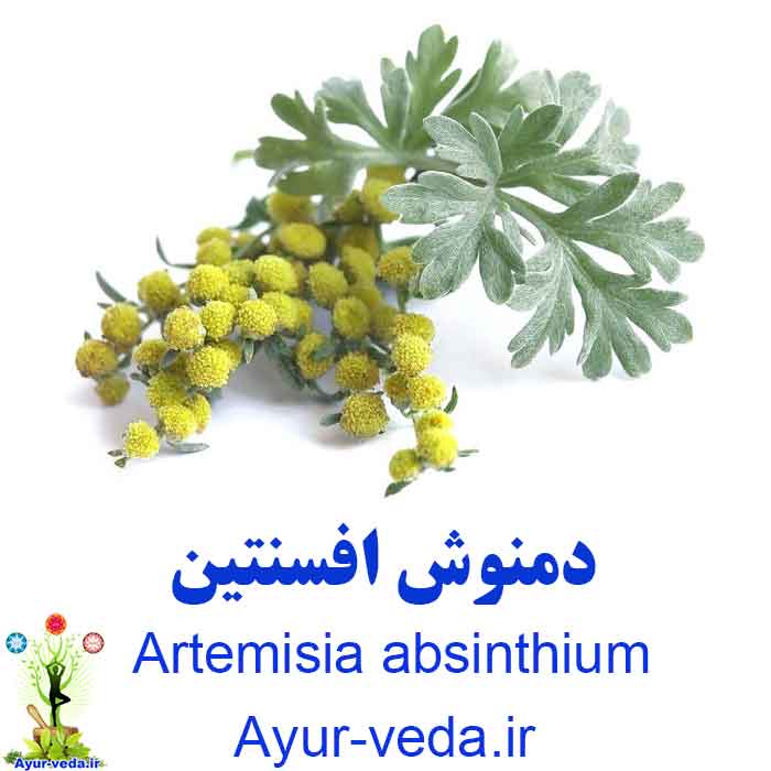 Artemisia absinthium - دمنوش افسنتین
