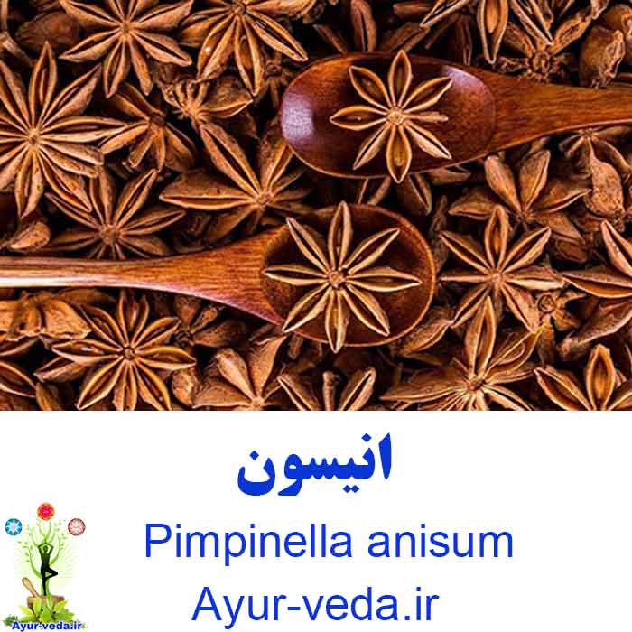 Pimpinella anisum - دمنوش انیسون