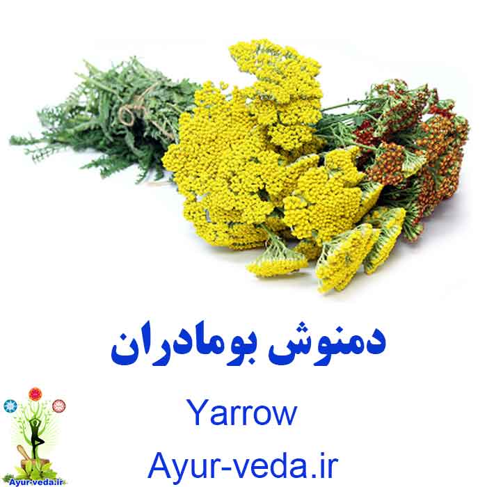 yarrow herbal tea - دمنوش بومادران