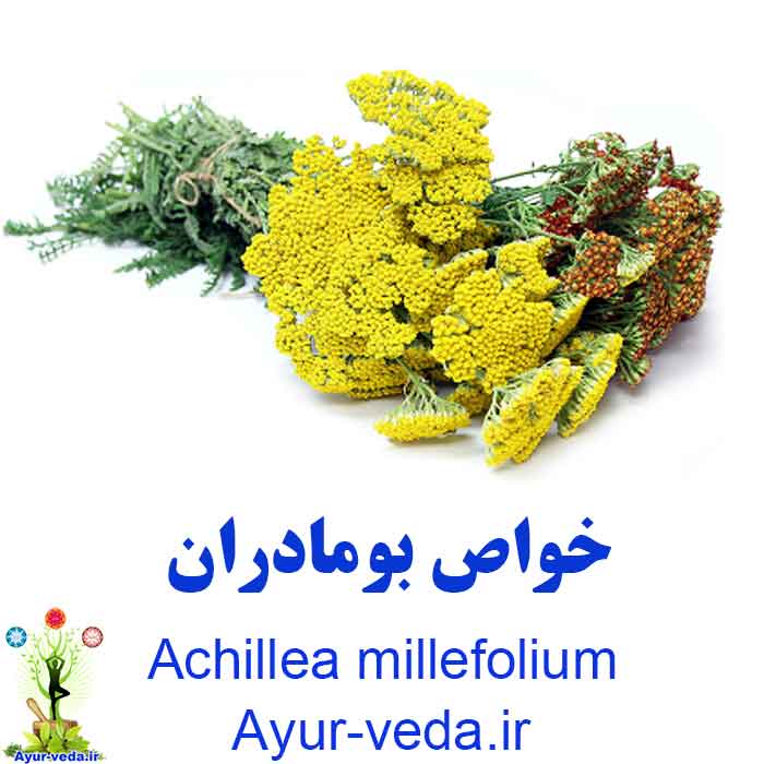 Achillea millefolium - خواص گیاه بومادران